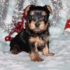 Yorkie Puppies(David)