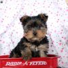 Yorkie Puppies(Clay)