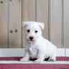 Scottish Terrier (Madison)