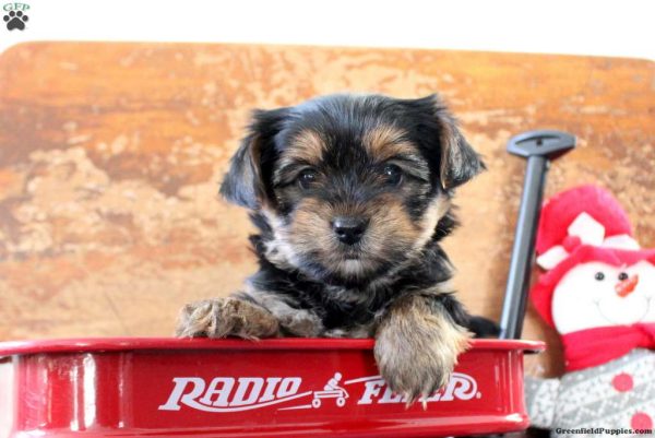 Yorkie (Lila)