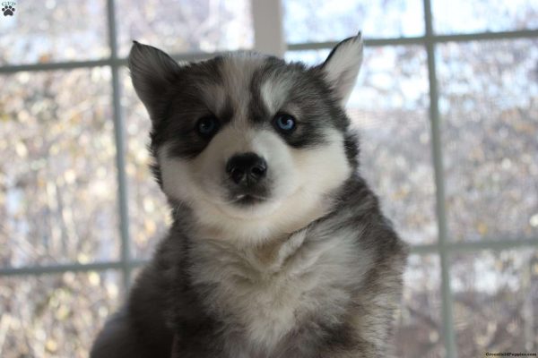 Siberian Husky (Oaks)