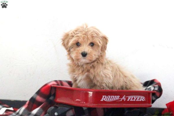 Maltipoo (Quinton)
