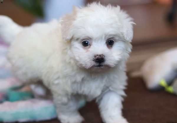 Maltipoo (Willow)