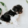 Miniature Poodle(Lucky)