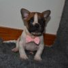 French Bulldog Mix(Charity)