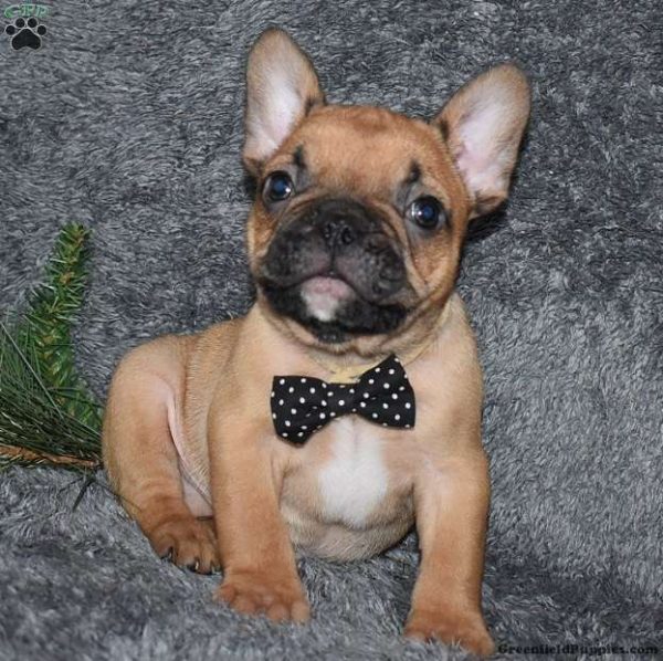 French Bulldog Mix(Oscar)